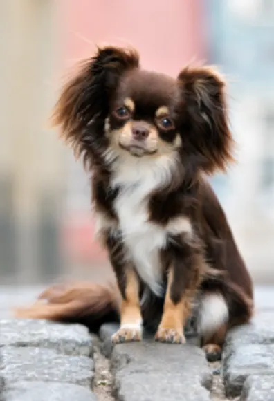 Dog standing on stone walkway